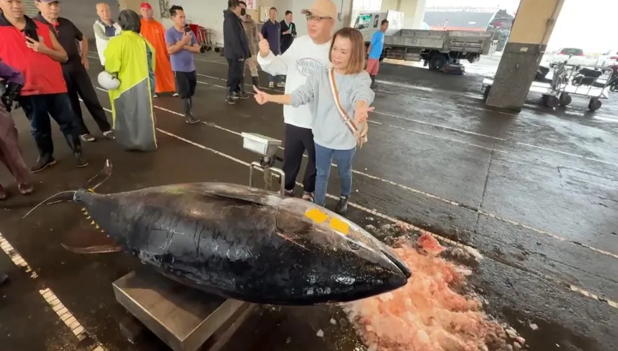 影/2026蘇澳第一鮪！　南方澳過磅重達276公斤