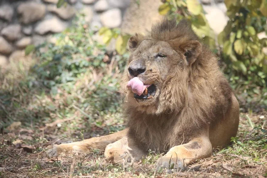 非洲獅「二哥」眼盲齒殘疑遭虐待　壽山動物園：已是老爺爺
