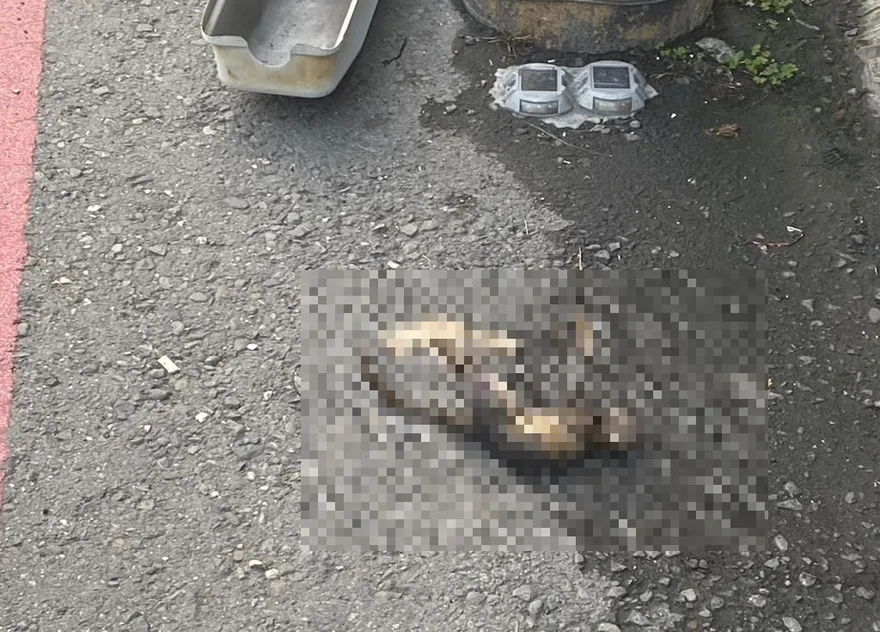 松鼠誤觸避雷器致變電箱爆炸！延燒高雄民宅　釀752戶停電