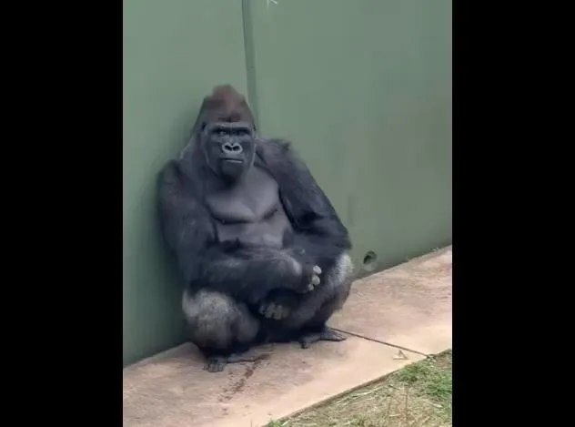 影/「猩」二代！日「猩界木村拓哉」帥氣Man片引1800萬次瀏覽