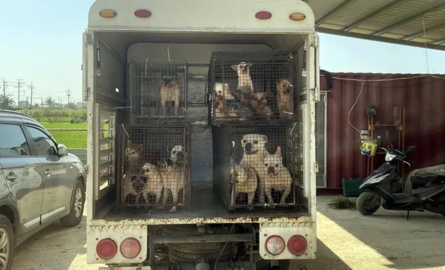 嘉義縣黑心狗場10犬遭割聲帶　場主遭送辦裁罰