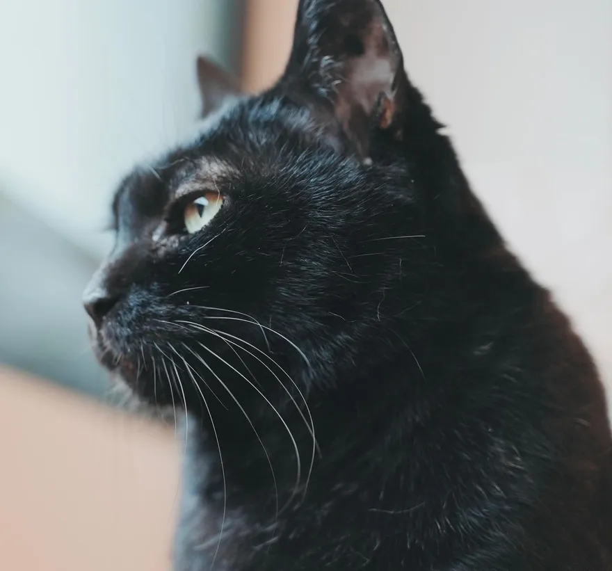 「黃阿瑪的後宮生活」黑貓Socles病逝　頻道宣布停更