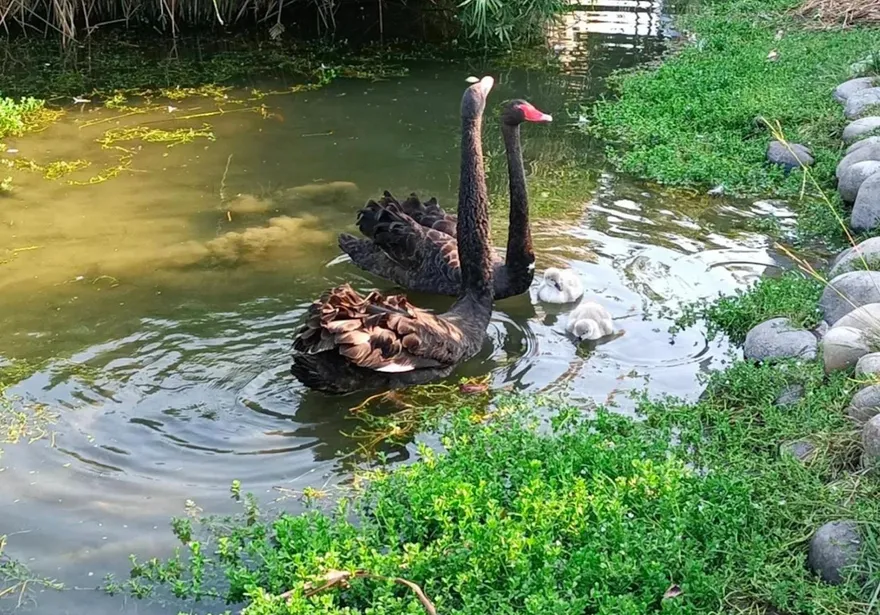 台中后里環保公園蓮花盛開　神秘嬌客黑天鵝4/17登場
