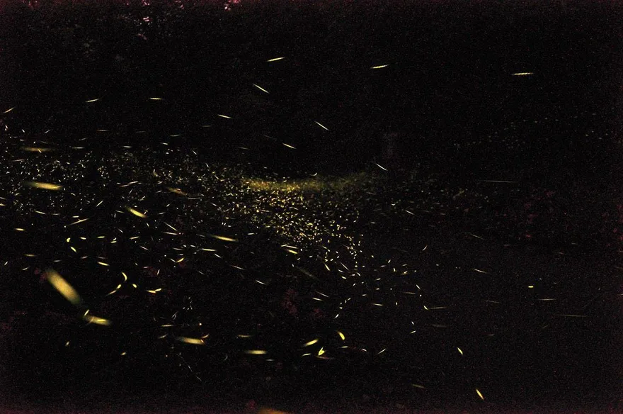 桃園北橫螢火蟲季登場！13處賞螢熱點地圖曝光