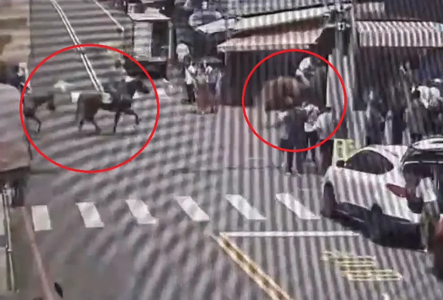 影/苗栗南庄街頭驚見「3人騎馬奔馳」　警開單舉發