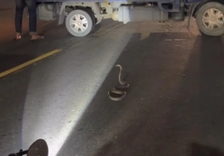 影/高雄眼鏡蛇阻街！2騎士急煞釀追撞　慘摔畫面曝