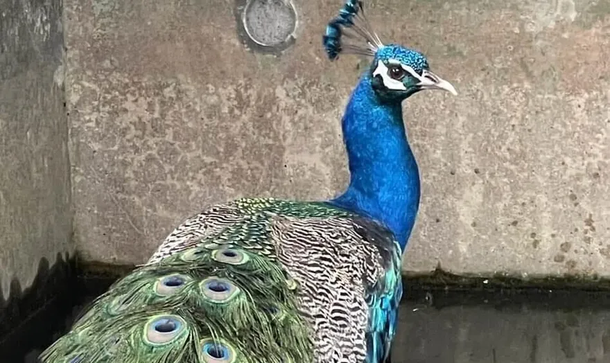 北投山區、天母古道出現藍孔雀　動保處籲飼主出面認領