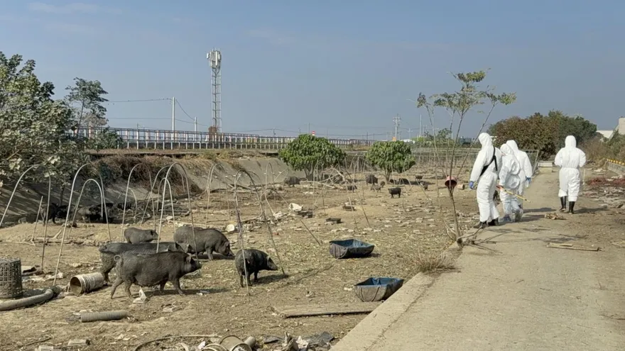 違規餵廚餘、放養豬屢犯不改　嘉義男遭重罰346萬並限期清場