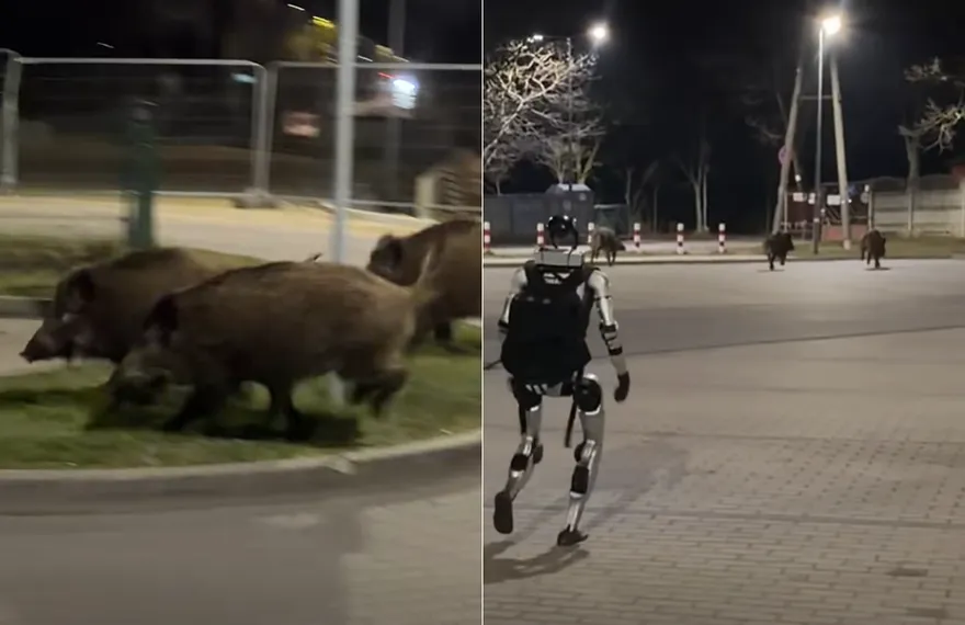 影/波蘭街頭上演追逐戰　陸宇樹機器人「驅趕野豬」還揮手告別