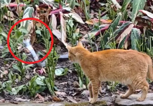 影/勝負曝！橘貓公園施「喵拳」大戰眼鏡蛇　陸網：頒見義勇為獎