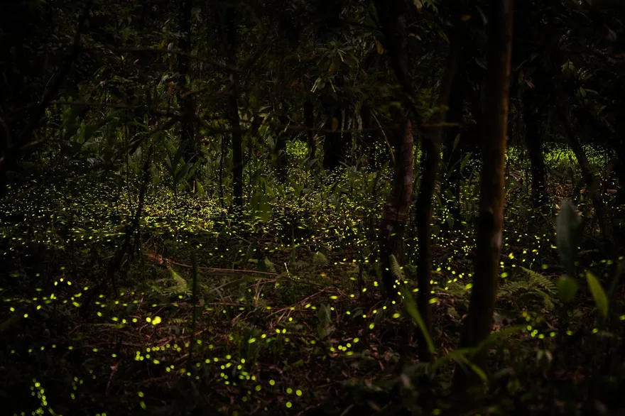 新北茶鄉變身螢光樂園　「2026坪林螢光季」閃耀登場