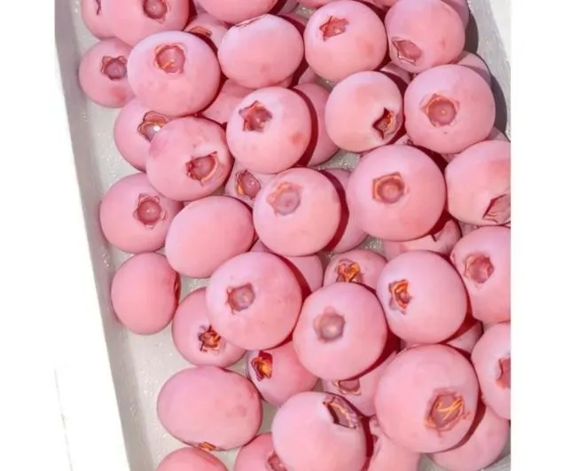 不是AI！夢幻「粉紅藍莓」在陸賣爆　每公斤售價近3700元