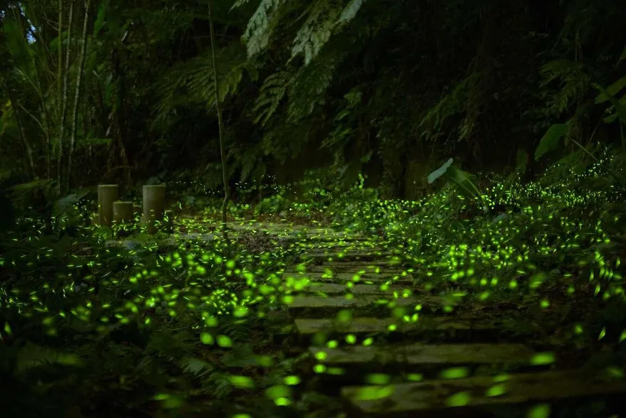 搭傳統擺渡船賞螢火蟲！新北市「限額100名」免費報名