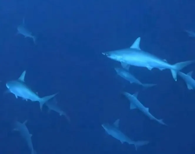 影/墾丁海域11隻雙髻鯊成群悠游　潛水客：比國外還震撼