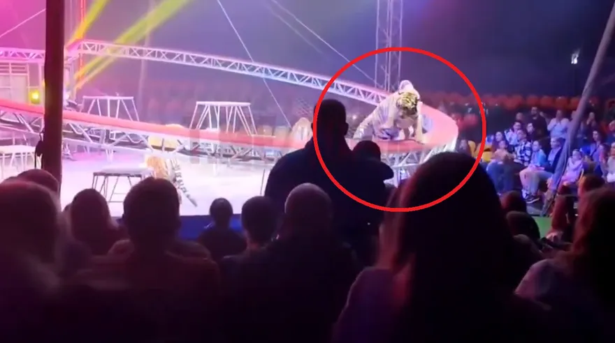 影/俄馬戲團護欄倒塌釀驚魂　「老虎衝觀眾席」人群逃竄陷混亂