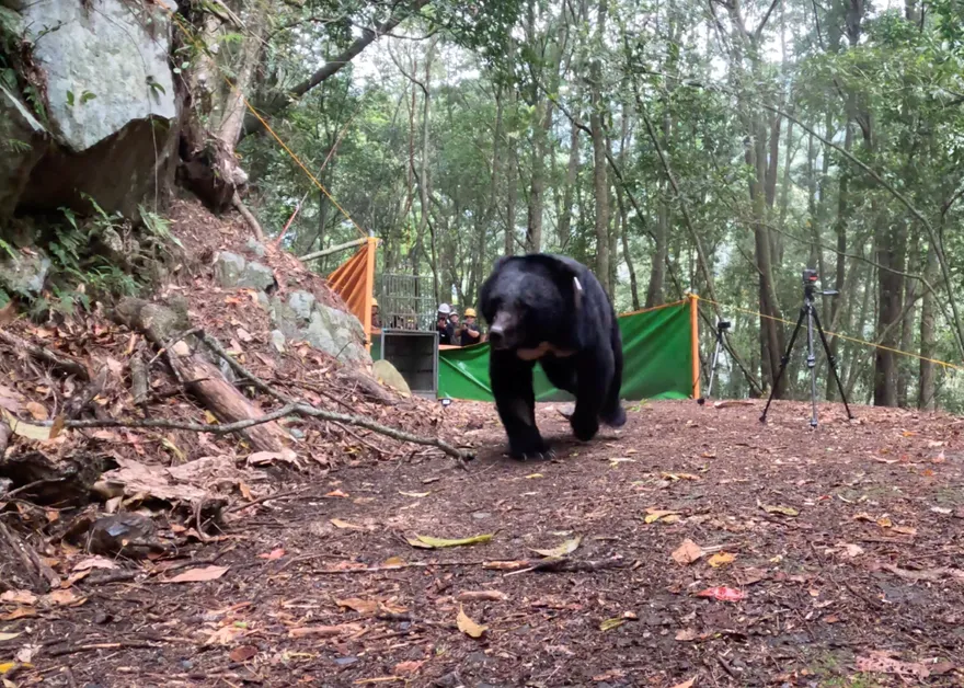 武陵黑熊重獲新生！歷經10月醫療照養傷癒野放山林