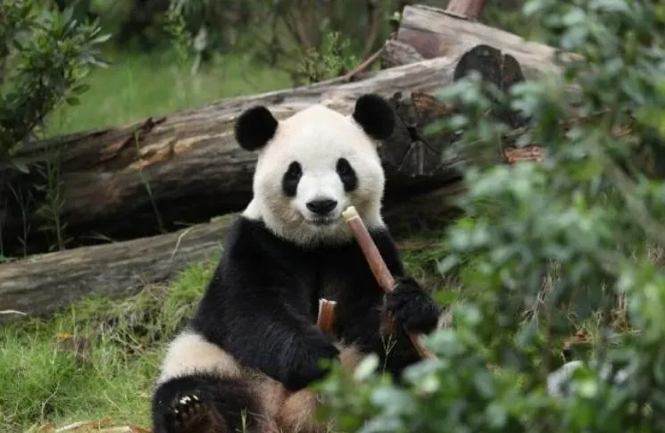 「習川會」前釋善意？陸宣布貓熊「平平」、「福雙」赴美10年