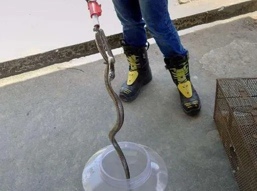 雲林蛇類大噴發！40分鐘1通報　消防曝自保法