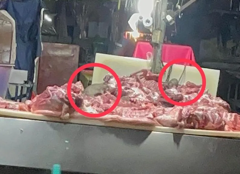 影/鳳山市場豬肉攤爆鼠患！稽查見老鼠四處跑　最重可罰2億