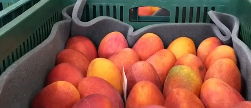 日本網友「地圖喊話」要芒果　台灣果農神回應笑翻眾人