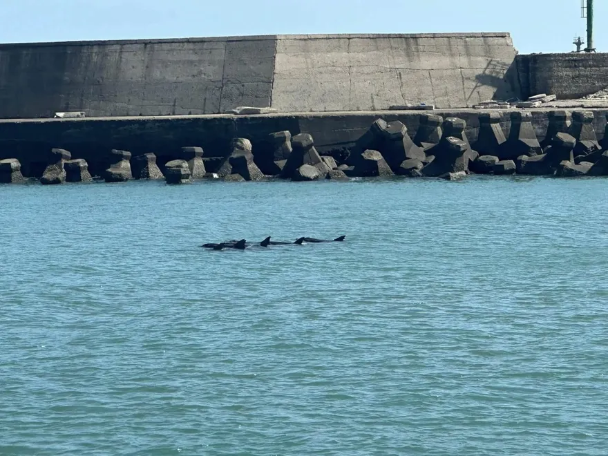 影/驚喜！南寮漁港「海豚群」現蹤　疑為追食物誤入港口