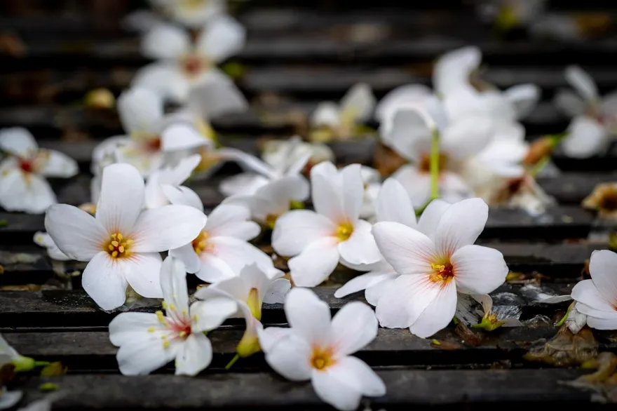 新北浪漫「五月雪」！土城賞桐捷運直達三大秘境