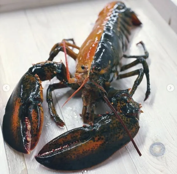 出現機率5千萬分之1！美漁船捕獲極罕見「雙色龍蝦」