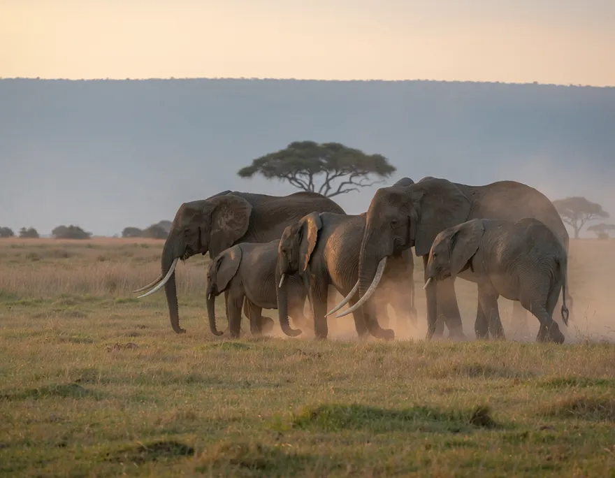 美75歲富豪慘死非洲　斥逾百萬深入雨林打獵遭5頭象踩斃