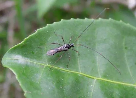 襪子曬7天驚見14卵！ 網驚曝椿象孵化了