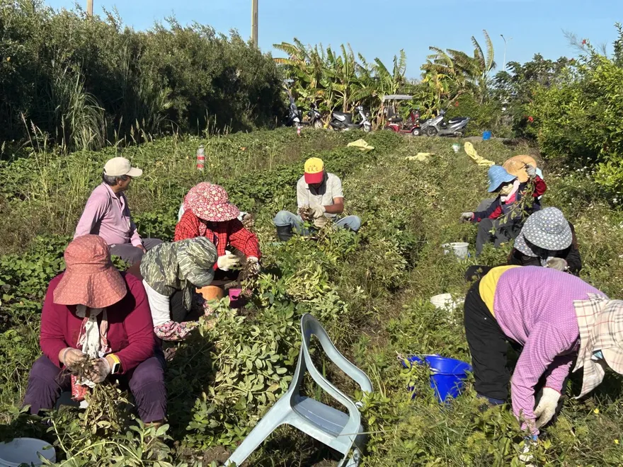 才剛開盤就慘跌！台美貿易協定讓花生產地價攔腰砍