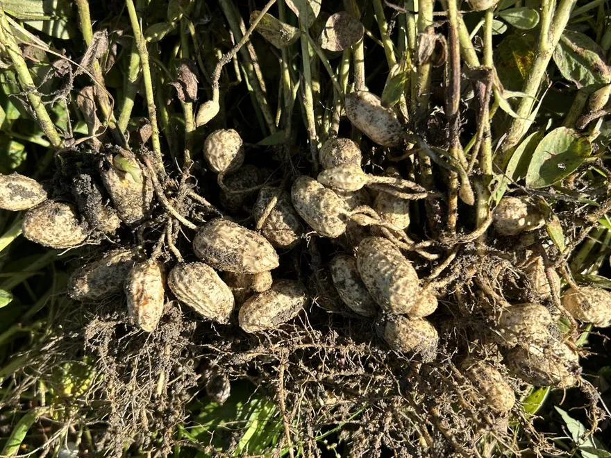 迎戰零關稅美國花生！農糧署鼓勵吃「水煮花生」挺國產
