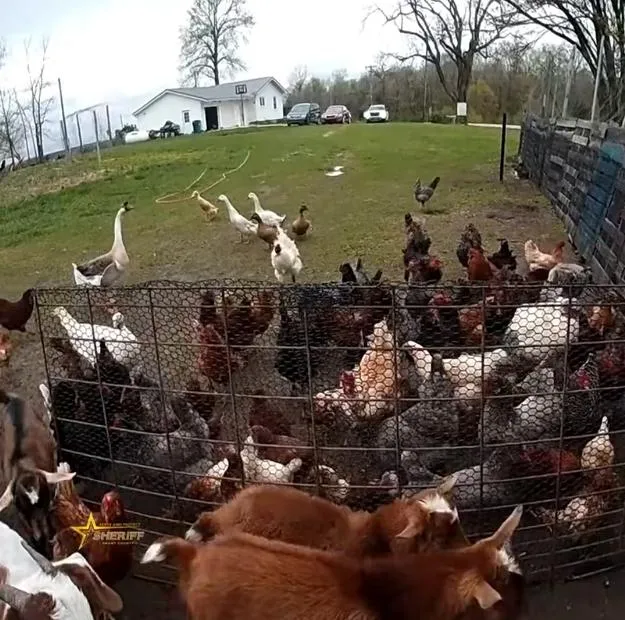 影/美警接獲通報動物路上亂竄　竟是整個農場上演大逃脫