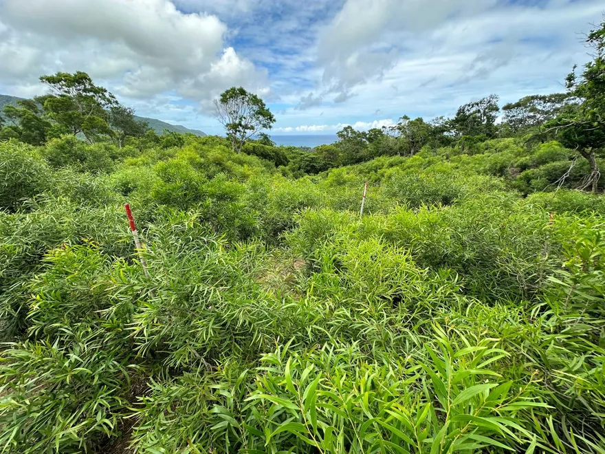 移除外來種「銀合歡」補助　恆春半島每公頃最高領16萬