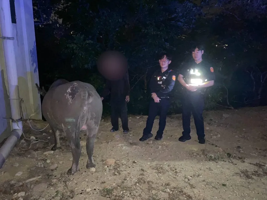 影/苗栗頭份牛隻夜奔還逆向！警急護送安置　飼主恐罰600元