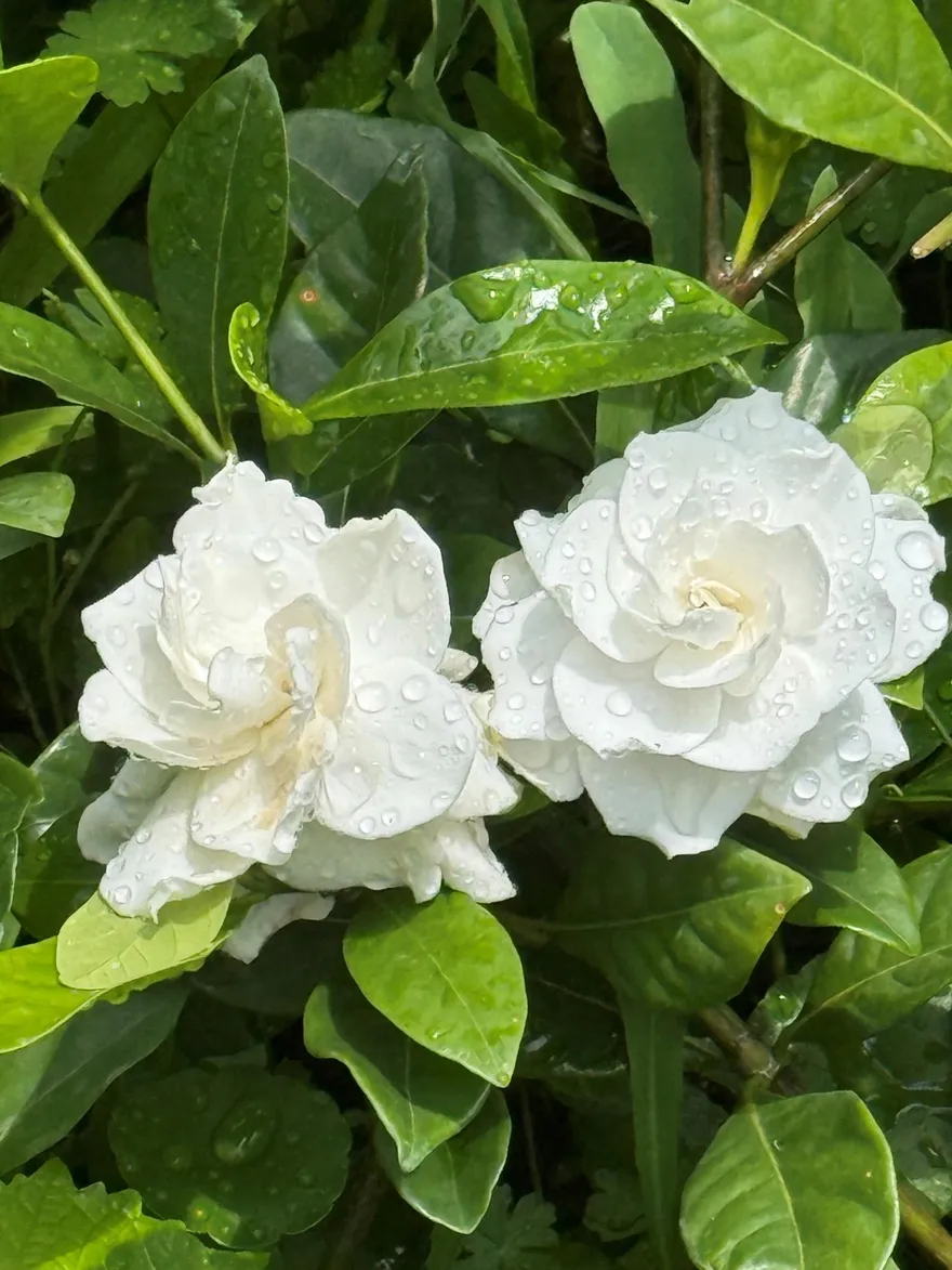 初夏花海登場！　新生公園圓山園區變身台北最美秘境