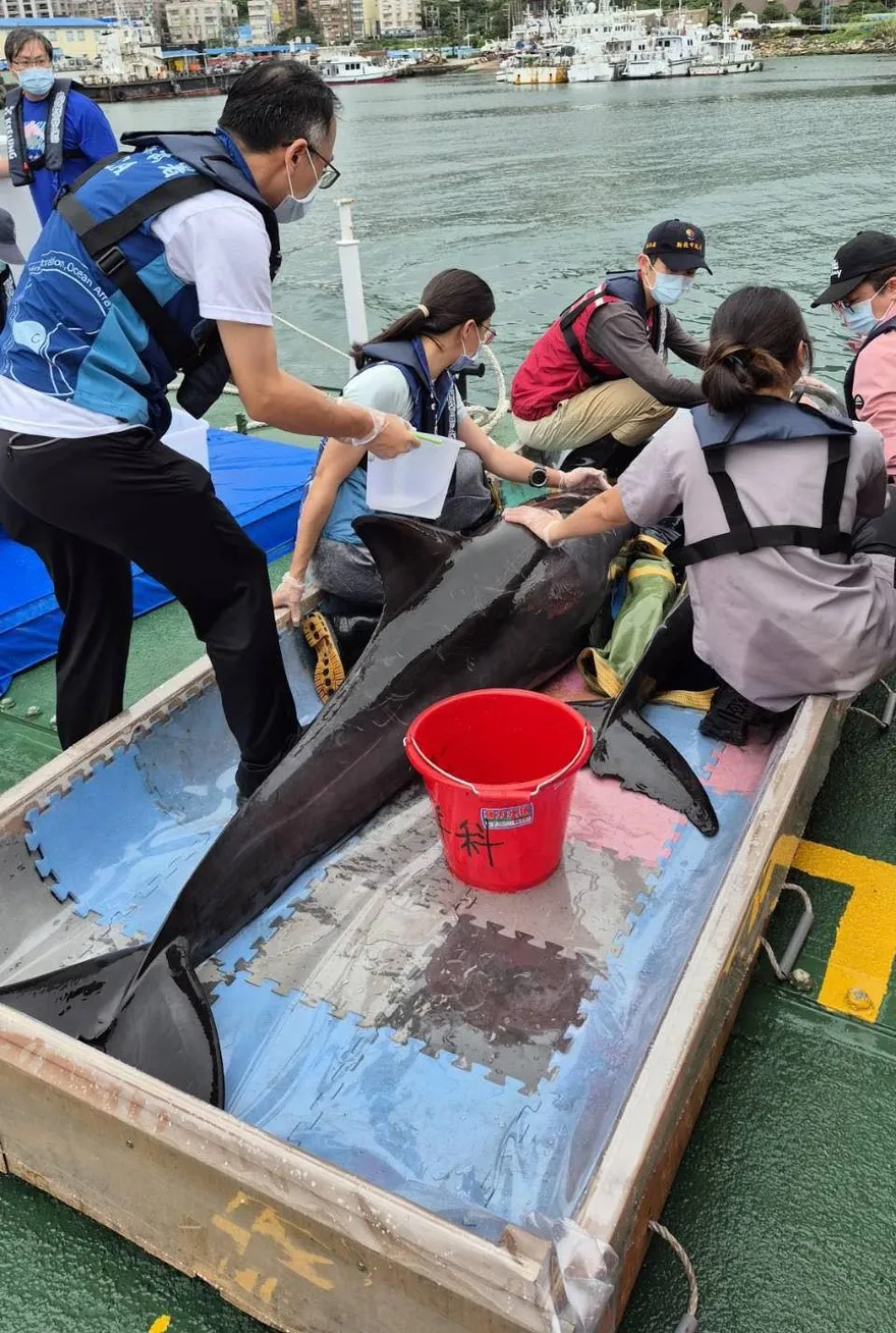 海委會搶救4隻順利野放　管碧玲：送小虎鯨母親節禮物