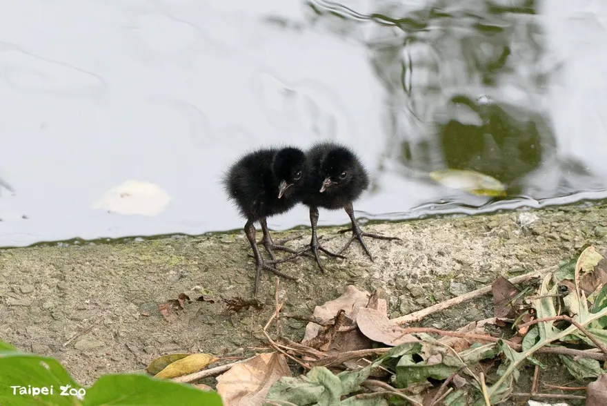 春天限定！北市動物園迎育雛潮　超萌「黑煤球」現身水禽區