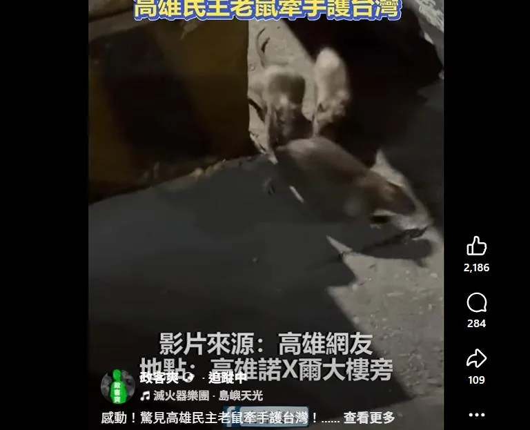 高雄又現鼠跡！「三隻老鼠逛大街」影片曝　網酸：一定是北鼠南送