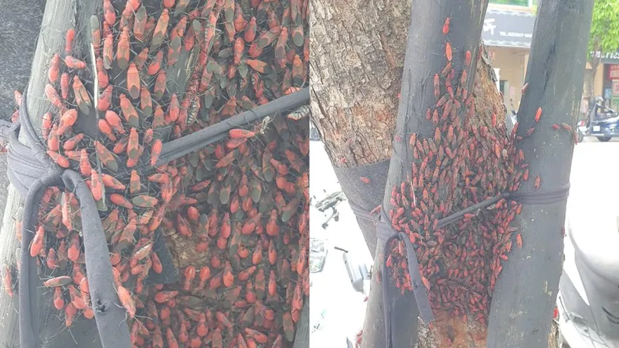 密集恐懼症注意！蘆洲街道見紅蟲大軍　農業局：對人無害