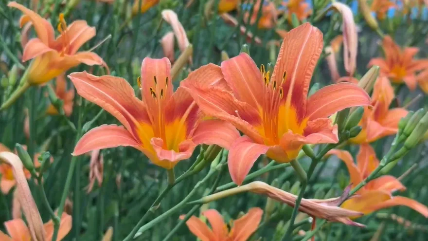 影/母親節賞花好去處　嘉義竹崎金針花海盛開免費入園
