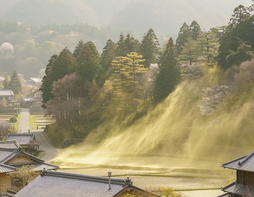 日本「花粉症地獄」鼻炎、氣喘不斷　禍首竟是70年前這項環保政策