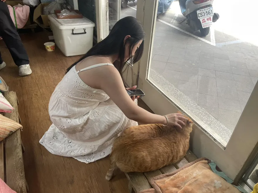 澎湖「大橘為重」阿肥飼主遭檢舉虐待動物　縣長參選人抱不平
