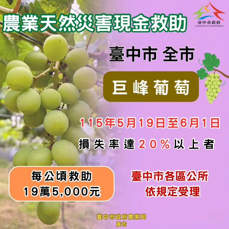 4月豪雨釀台中巨峰葡萄嚴重受損　農業局籲6/1前申請現金救助