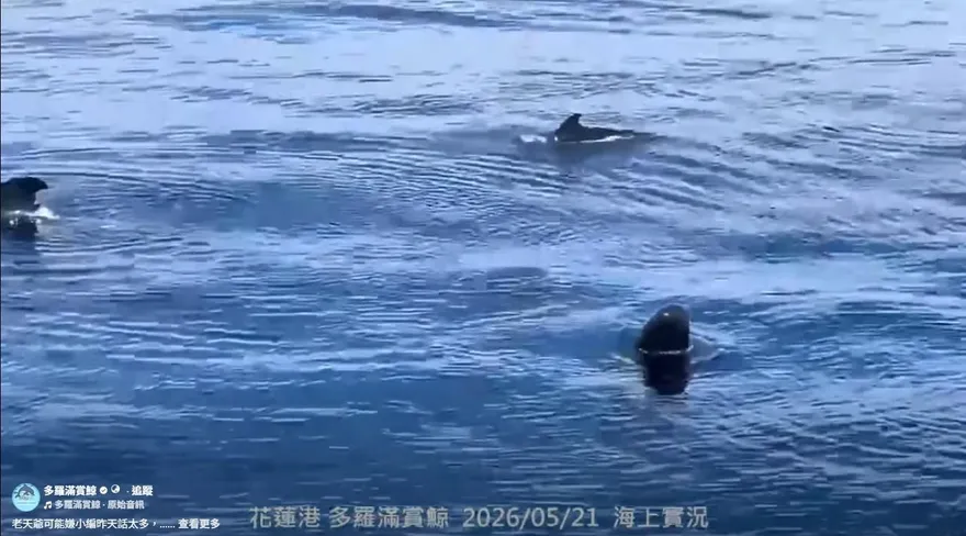 震撼！花蓮外海目擊50隻短肢領航鯨群　較去年提早3個月現身