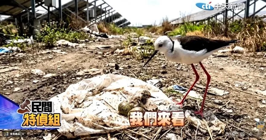 影/七股光電生態浩劫！直擊　高蹺鴴求救主播護幼鳥