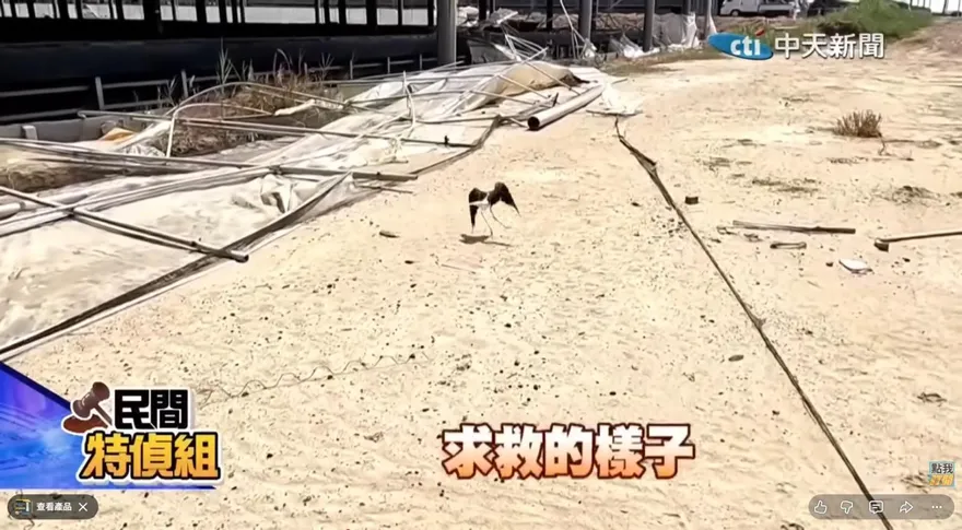 影/七股光電生態浩劫！直擊　高蹺鴴求救主播護幼鳥