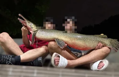 釣起228公園鱷雀鱔還吃掉！成大釣魚社被點名　當事人道歉遭開罰