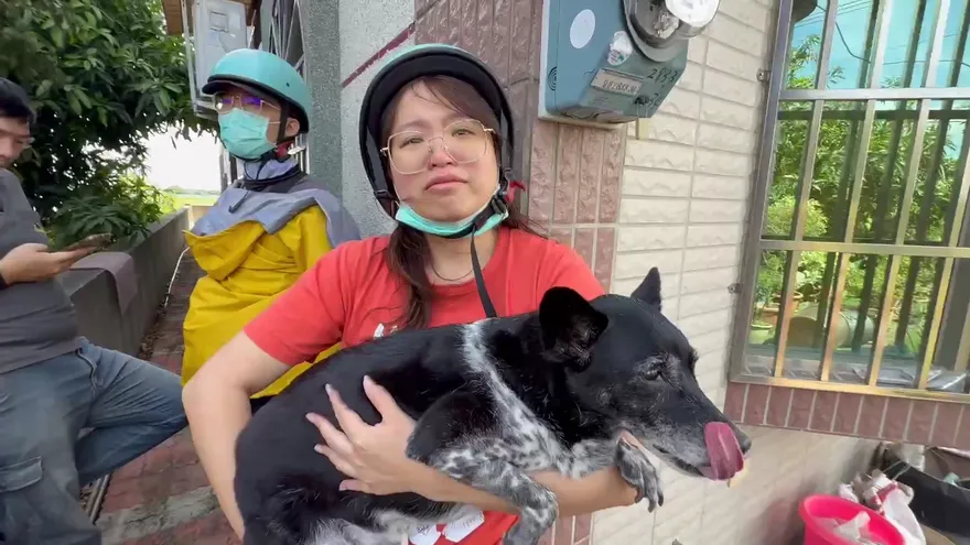 影/「陳美琪」找到了！50萬懸賞走失犬雲林尋獲　人狗相擁