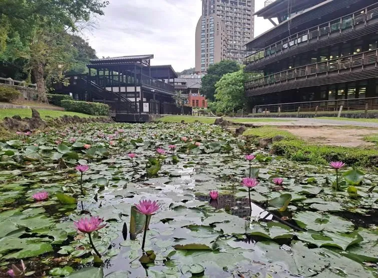 北市初夏秘境探幽！北投公園蓮荷相映　走進「莫內的畫」