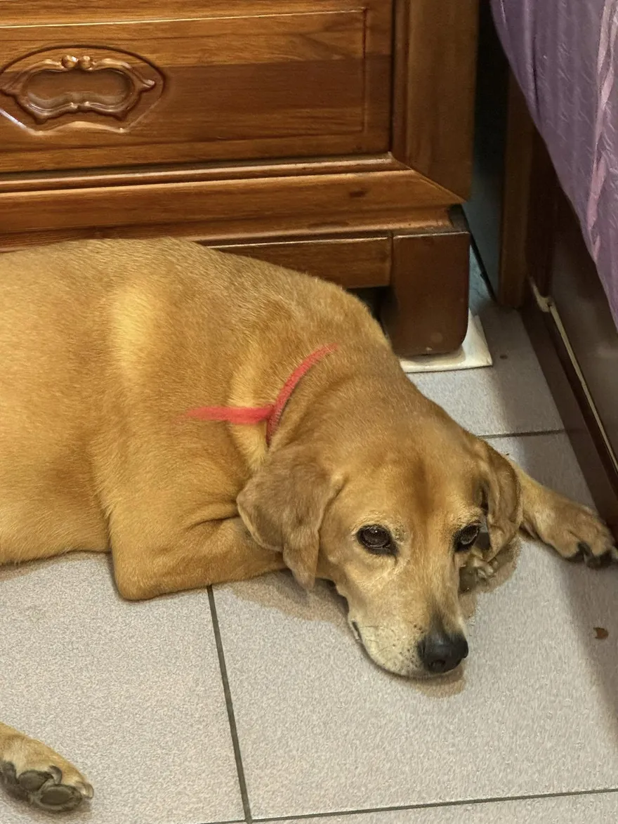 「陳美琪」後又有新懸賞！　台南飼主20萬找愛犬「阿妹」